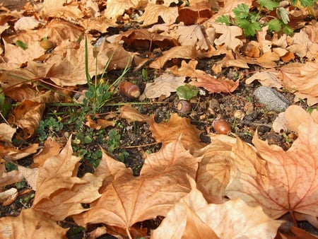 Beautiful - chestnuts, leaf, photography, nature, autumn