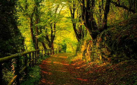 Autumn - trees, nature, beautiful, autumn, green, road, forest, leaf