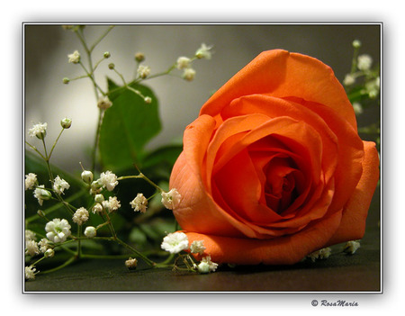 Rose for Cynthia - nice, alone, art photo, orange, still life, rose