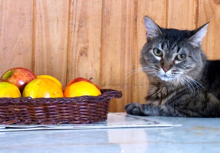 Cat and Fruits for Carmen - fruits basket, table, art photo, nice, cat