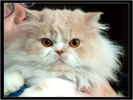 persian kitten - art photo, nice, kitten, closeup, persian