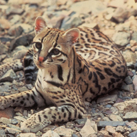 Ocelot