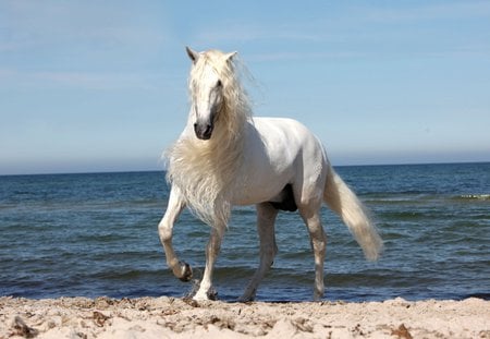 The Most Beautiful God's Creature - creature, spanish, grey, white, horses, sea, god, andalusian