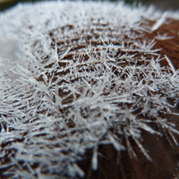 Autumn Frost