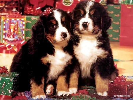 A Cute Christmas Gift - adorable, presents, mountain bernese, sweet, christmas, puppies, jolly, happy