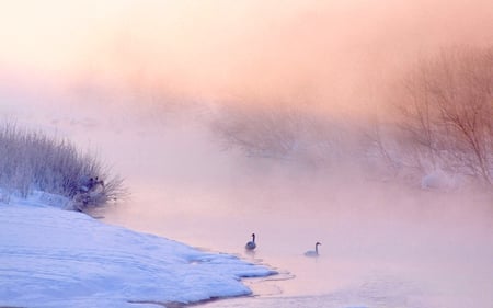 MISTY RIVER AND SWANS - misty, frozen, swans, winter, triver, snow