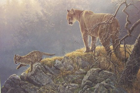 The Cougar - cougars, cub, dangerous, wilderness, mother, watchful, mountain, wild