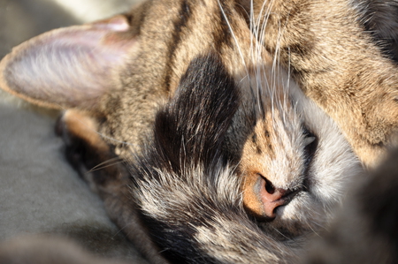 Cat - snout, animal, rest, cat