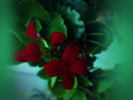 mistic green - blur, nature, red, green, flower, leaves