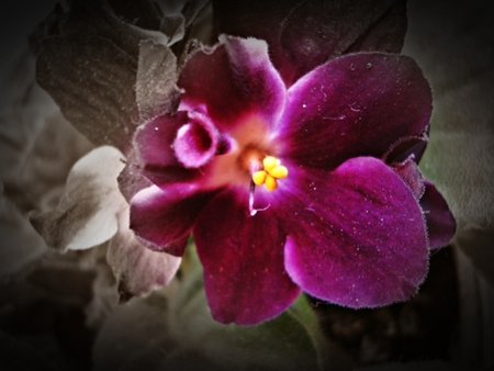 pink viola - viola, nature, violet, flower, pink