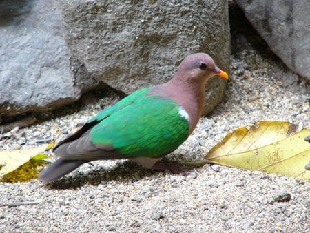 Emerald Dove - wings, dove, emerald, bird