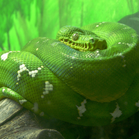 Emerald Tree Boa