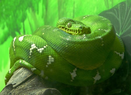 Emerald Tree Boa - concealment, emerald tree boa, snake, green, reptile