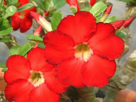 Flowers - flowers, red, leaves, nature