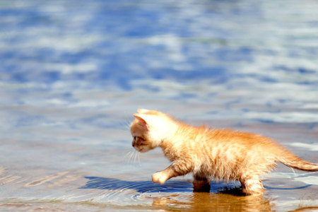 Lost Kitty - lost, water kitten cute, beach, cat