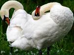 Swans