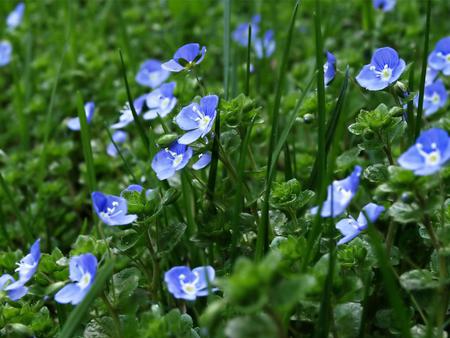 Flowers - flowers, leaves, purple, nature