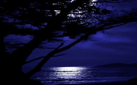 DARK MOONLIT NIGHT - clouds, moonlit, trees, night, ocean, dark, sky