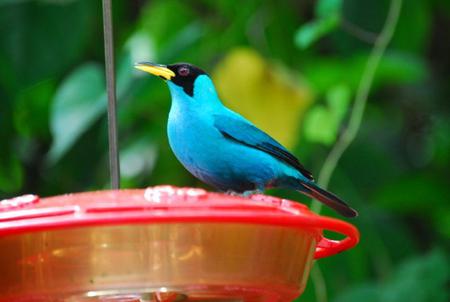 Bird - animal, feeder, bird, blue