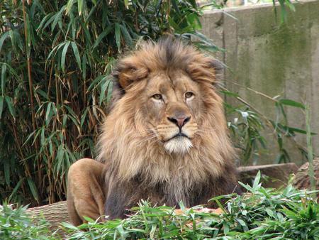 Leo the Lion - animal, tree, lion, cats