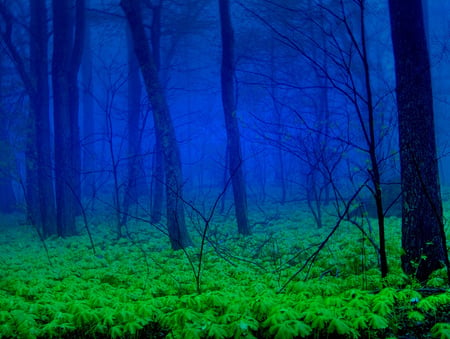 The forest - nature, forest, evening, rain