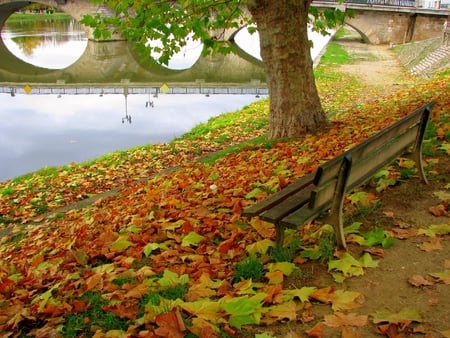 ven conmigo - fall, bench, river, leaves, bridge, tree, autumn