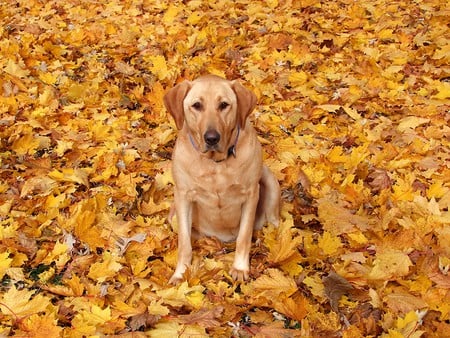 Golden Leaves and Me - dogs, water, lab, yellow