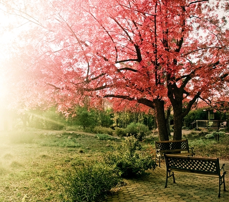 Autumn Tree - beautiful, photography, grass, forest, tree, nature, autumn, green, bench