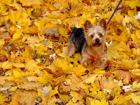 Brave, Loyal and Clever - yorkshire, dogs, yorkie, terrier