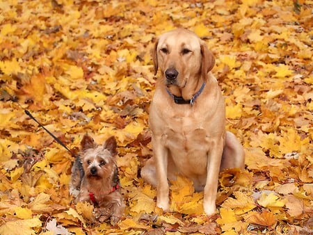 Best Friends - yellow, lab, dogs, yorkie