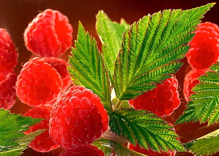 Sweetness of raspberries - red, green leaves, sweet, raspberries, fruit