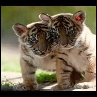 Year old tigers