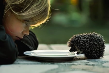 Small Hedgehog - maly, ladowe, girl, animals, hedgehog, jez, drink milk, child, other, zwierzeta, table, animal, green, plate, little