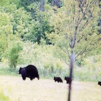 Black Bears in Wisconsin