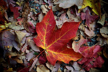 Fallen - season, vibrant, autumn, nature, red, orange, leaves, colors, color, change