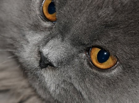 Relaxed - amber, face, whiskers, cat, fur, feline, grey