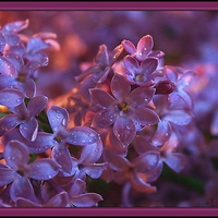 Evening lilac