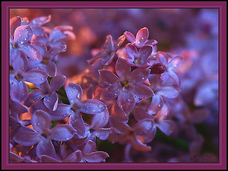 Evening lilac - lilacs, purple, sunlight, evening, lit by sunlight