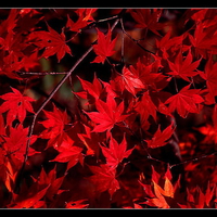 Maple autumn