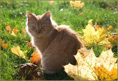 Autumn Cat - alone, art photo, nice, cat, autumn fall, grass