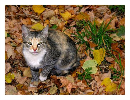 Autumn Cat 2 - alone, art photo, nice, cat, autumn fall