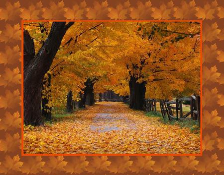 Autumn  1013 X 794 - autumn, fall, trees, forest, leaves, road