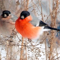 Beautiful Birds