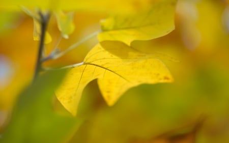 Beauty of Gold - fall, firefox persona, gold, leaves, yellow, abstract, autumn