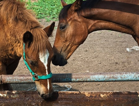 The Horses - nice, two horses, closeup, art photo, brownn