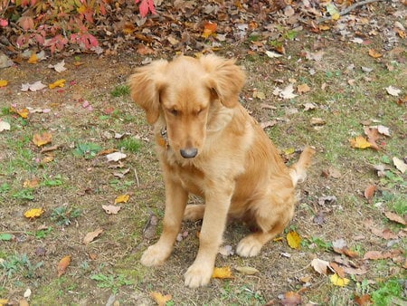 Something to eat? - jazz, looking, dog, retriever