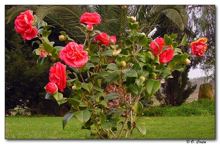 Ladies in Red - roses, art photo, red, beautiful, garden