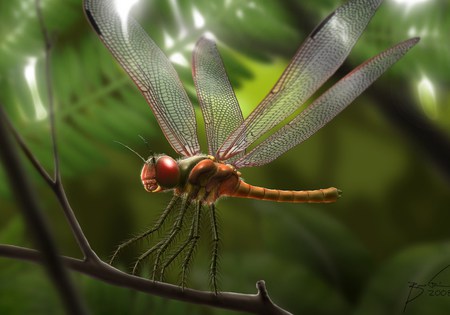 Dragonfly - insect, trees, twig, dragonfly