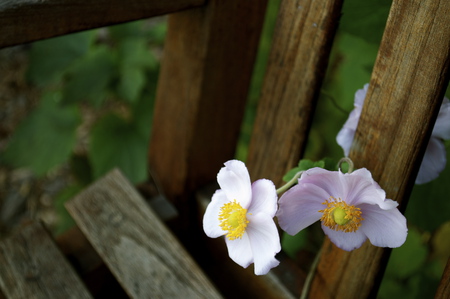 Early Fall Flowers - nature, bench, flowers, trees