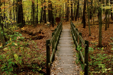 Passing Through - nature, fall, trees, bridges